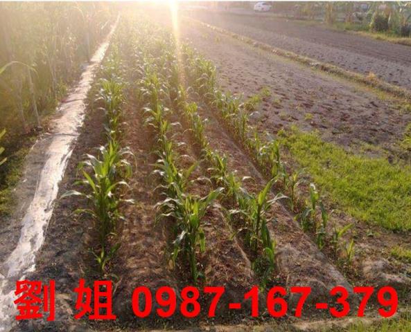 高雄大寮建地-0