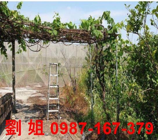 高雄旗山農地-0