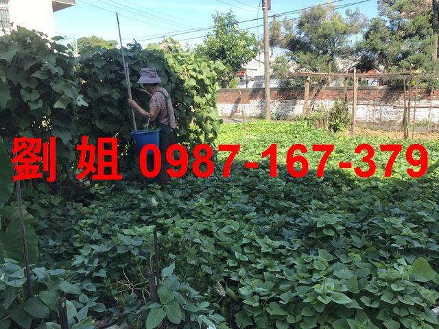 高雄仁武農地-0