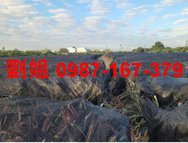 高雄大樹農地-0