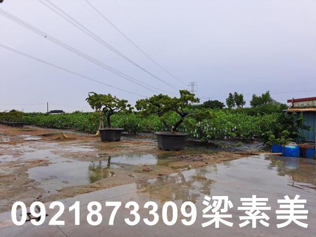 高雄農地-9