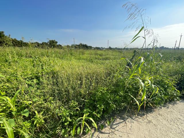 高雄阿蓮農地-9