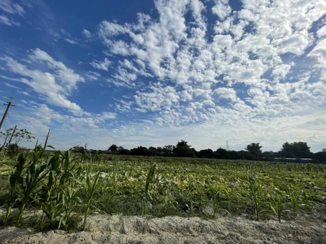 高雄阿蓮農地-8