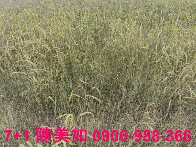 高雄大寮農地-0