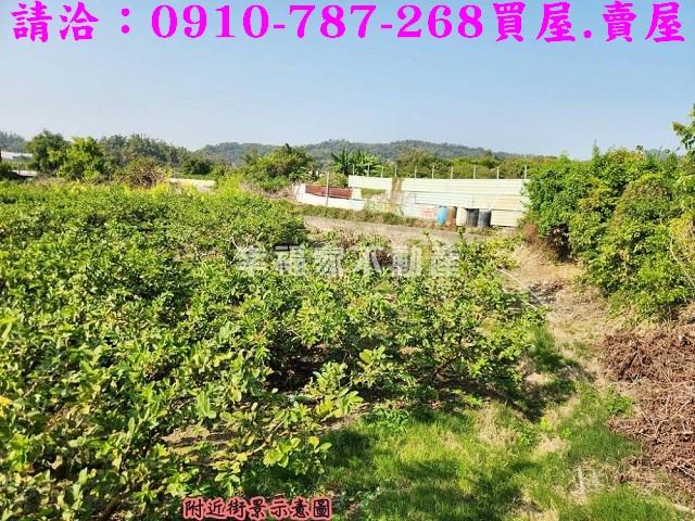 燕巢農地-8