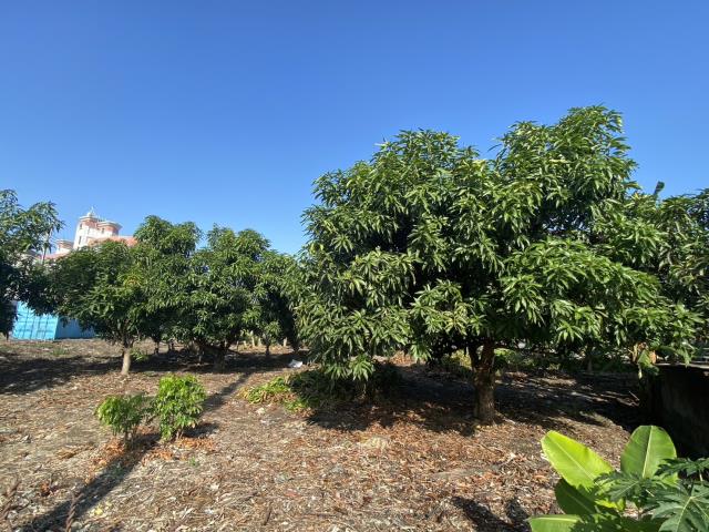 高雄阿蓮建地-10