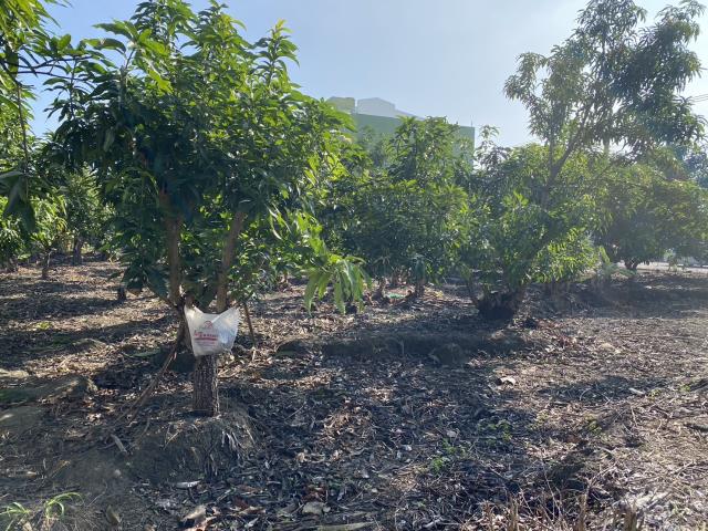 高雄阿蓮建地-3