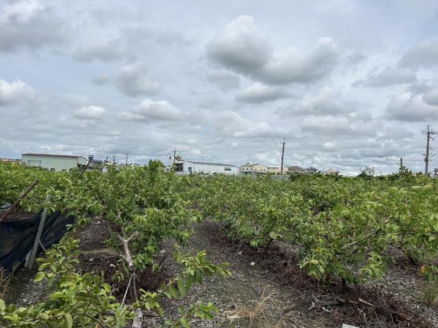 高雄阿蓮農地-0