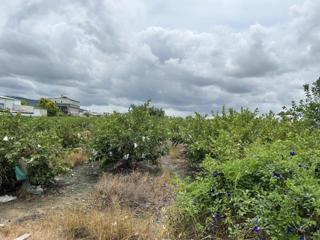 高雄阿蓮農地-1