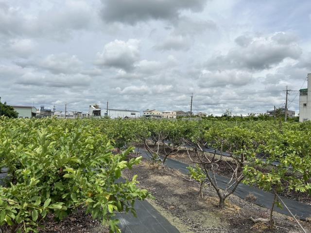 高雄阿蓮農地-2