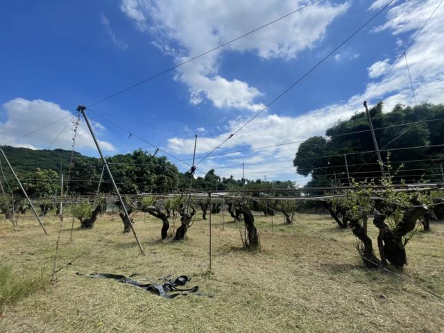 高雄燕巢農地-11