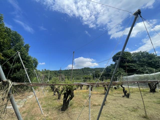 高雄燕巢農地-9