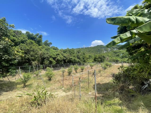高雄燕巢農地-6