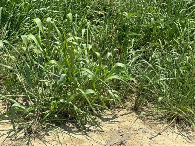 高雄岡山農地-5