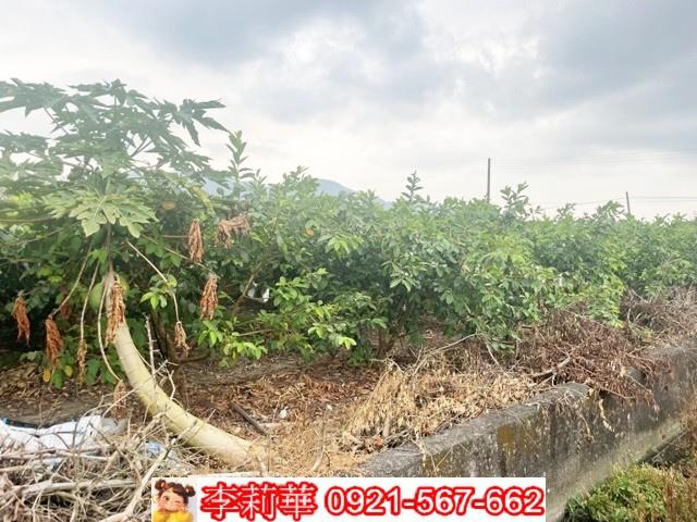 高雄杉林農地-4