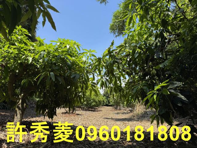 高雄燕巢農地-6