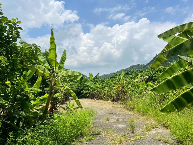 高雄內門農地-0