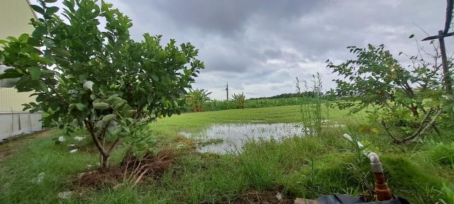 高雄彌陀農地-2