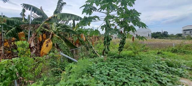 高雄美濃農地-2