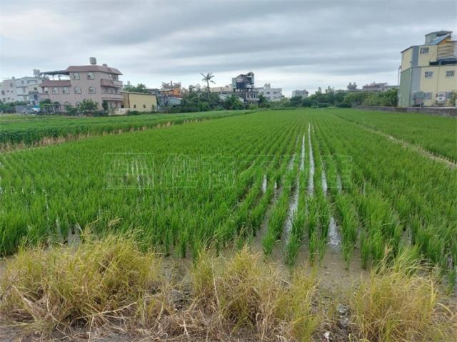 高雄橋頭農地-0