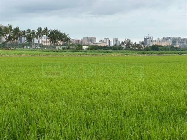 高雄橋頭農地-3