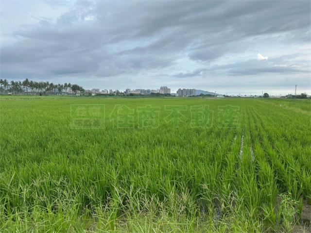 高雄橋頭農地-5