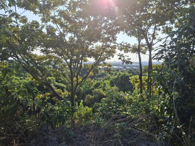 高雄阿蓮農地-0