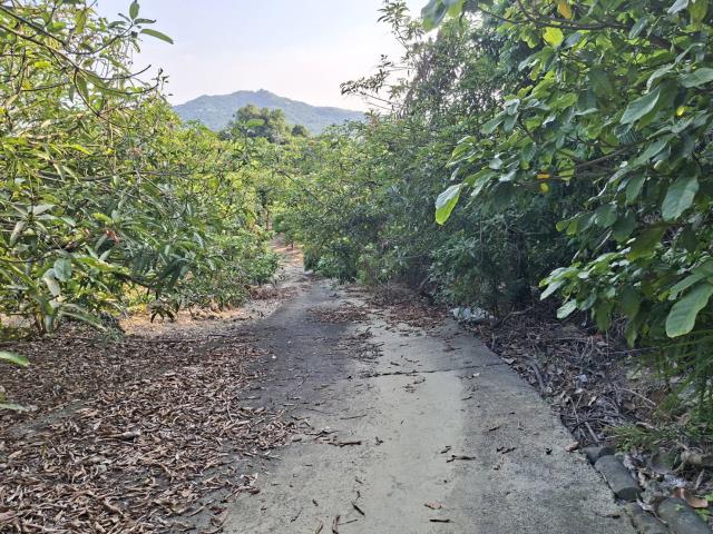 高雄阿蓮農地-1