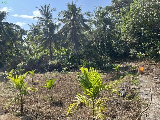 高雄旗山農地-4