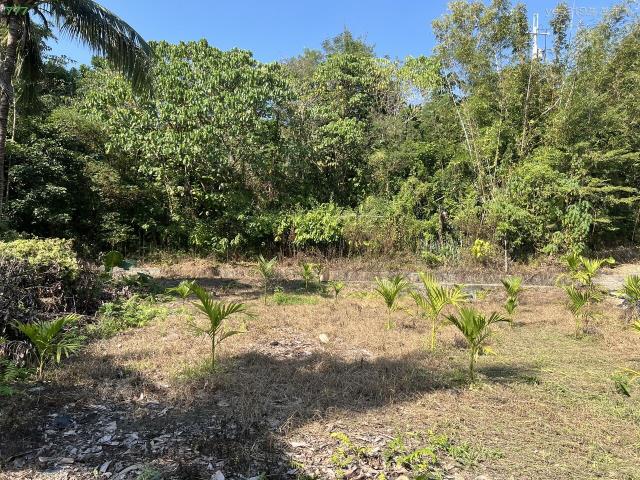 高雄旗山農地-8