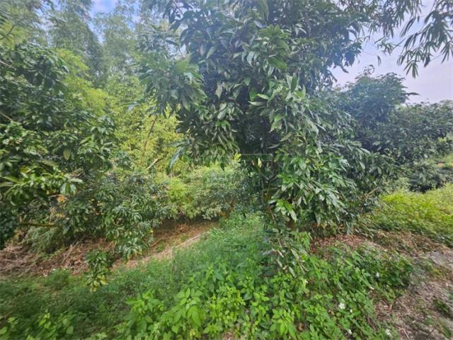 高雄大樹農地-5