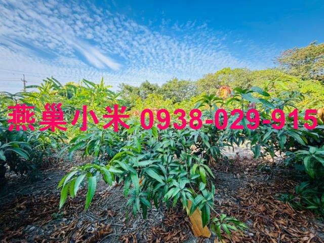 高雄燕巢農地-0