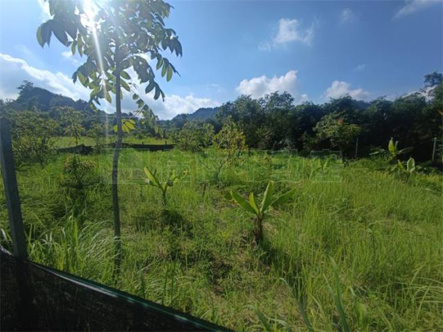 高雄大社農地-10