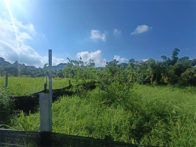 高雄大社農地-11