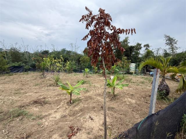 高雄大社農地-3