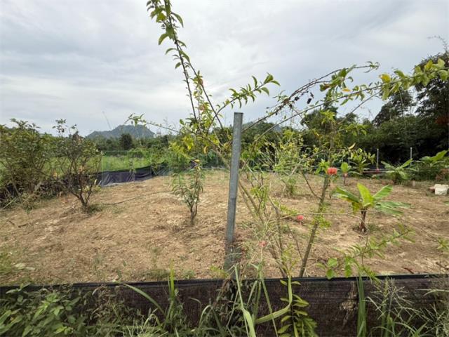 高雄大社農地-4