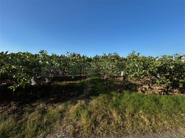 高雄美濃農地-6