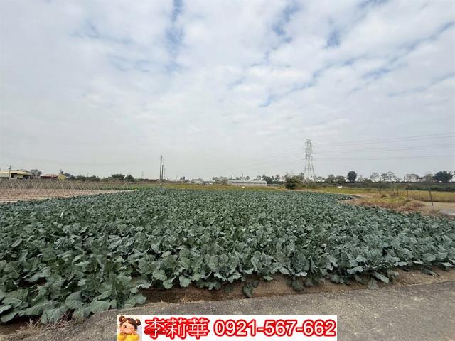 高雄路竹農地-6