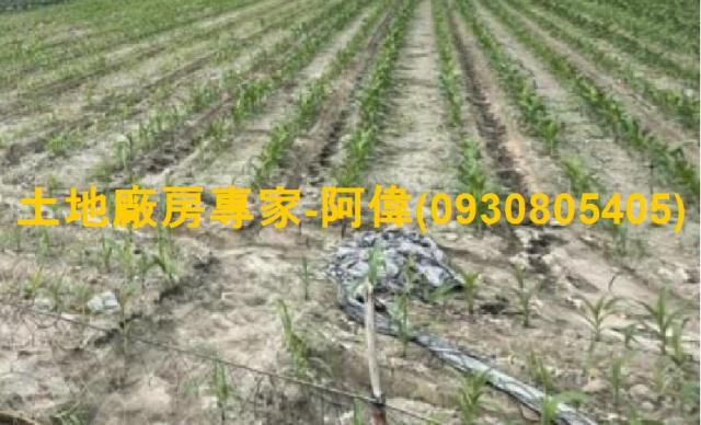 高雄大寮農地-0