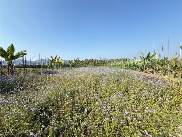 高雄美濃農地-1