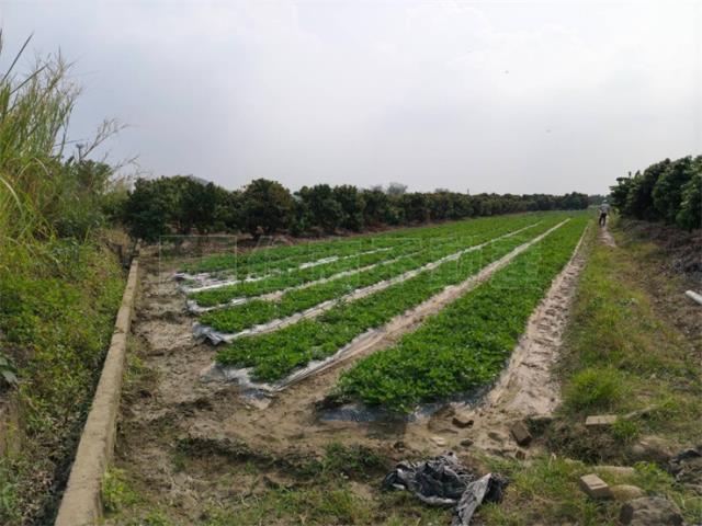 高雄美濃農地-3