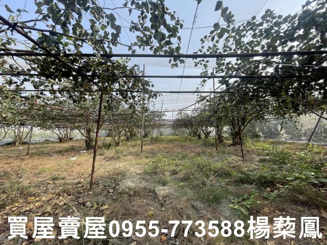 高雄燕巢農地-9