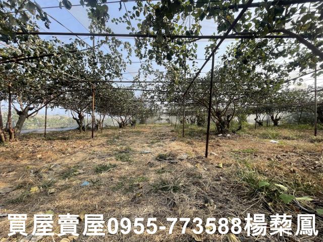 高雄燕巢農地-5